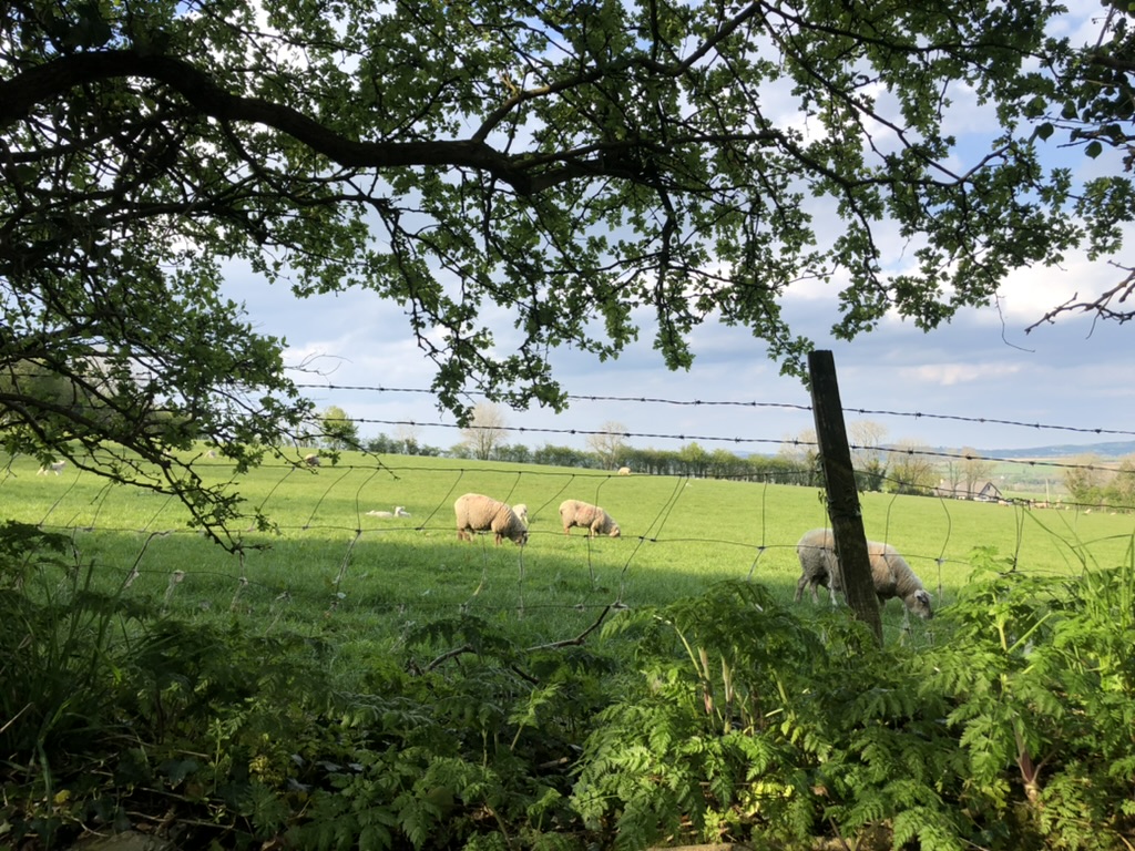 Sheep at rest in a meadow